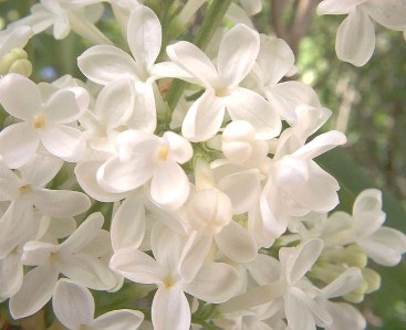 Lilac, White Old Fashioned