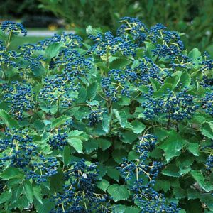 Viburnum, Blue Muffin™