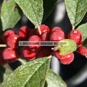 Holly, Winterberry, Afterglow