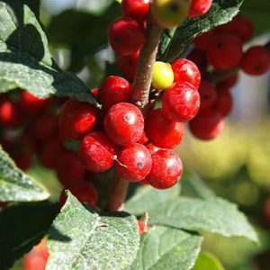 Holly, Winterberry, Afterglow