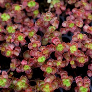 Sedum, “Dragon’s Blood”, Plug Flats