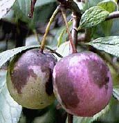 Plum, American (NATIVE)