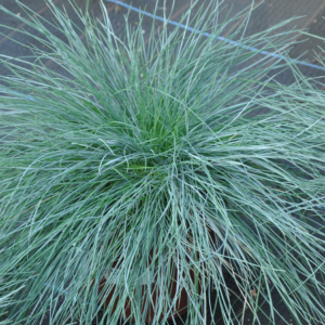 Grass, Festuca, Boulder Blue Plug Flat