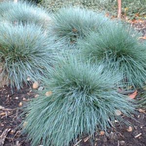 Grass, Festuca, Boulder Blue Plug Flat