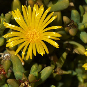 Delosperma, (Ice Plant) Gold Nugget