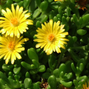 Delosperma (Ice Plant) Gold Nugget Plug Flat