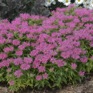 Monarda, Pardon My Pink. Proven Winners