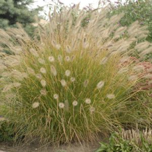 Grass, Prairie Winds® ‘Desert Plains’ Fountain Grass