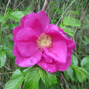Rugosa Rose, Pink
