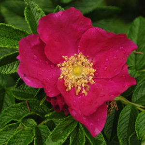 Rugosa Rose, Seed