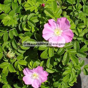 Rugosa Rose, Sandy
