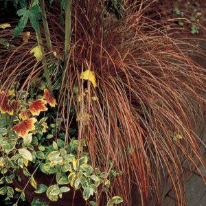 Grass, Toffee Twist (Carex)