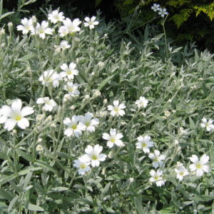 Snow In Summer  (Cerastium tomentosum) Plug Flat