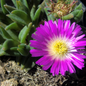 Delosperma (Ice Plant) Sutherlandii Plug Flat