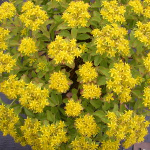 Sedum, Ellacombianum Plug Flat