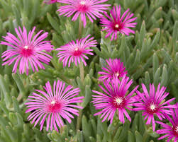 Delosperma (Ice Plant) Cooperi Plug Flat