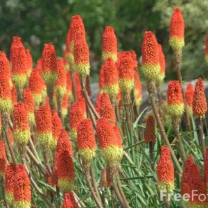 Kniphofia Flamenco (tritoma, red hot poker, torch lily) Plug Flat