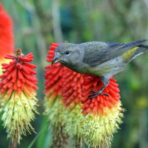 Kniphofia Flamenco (tritoma, red hot poker, torch lily) Plug Flat