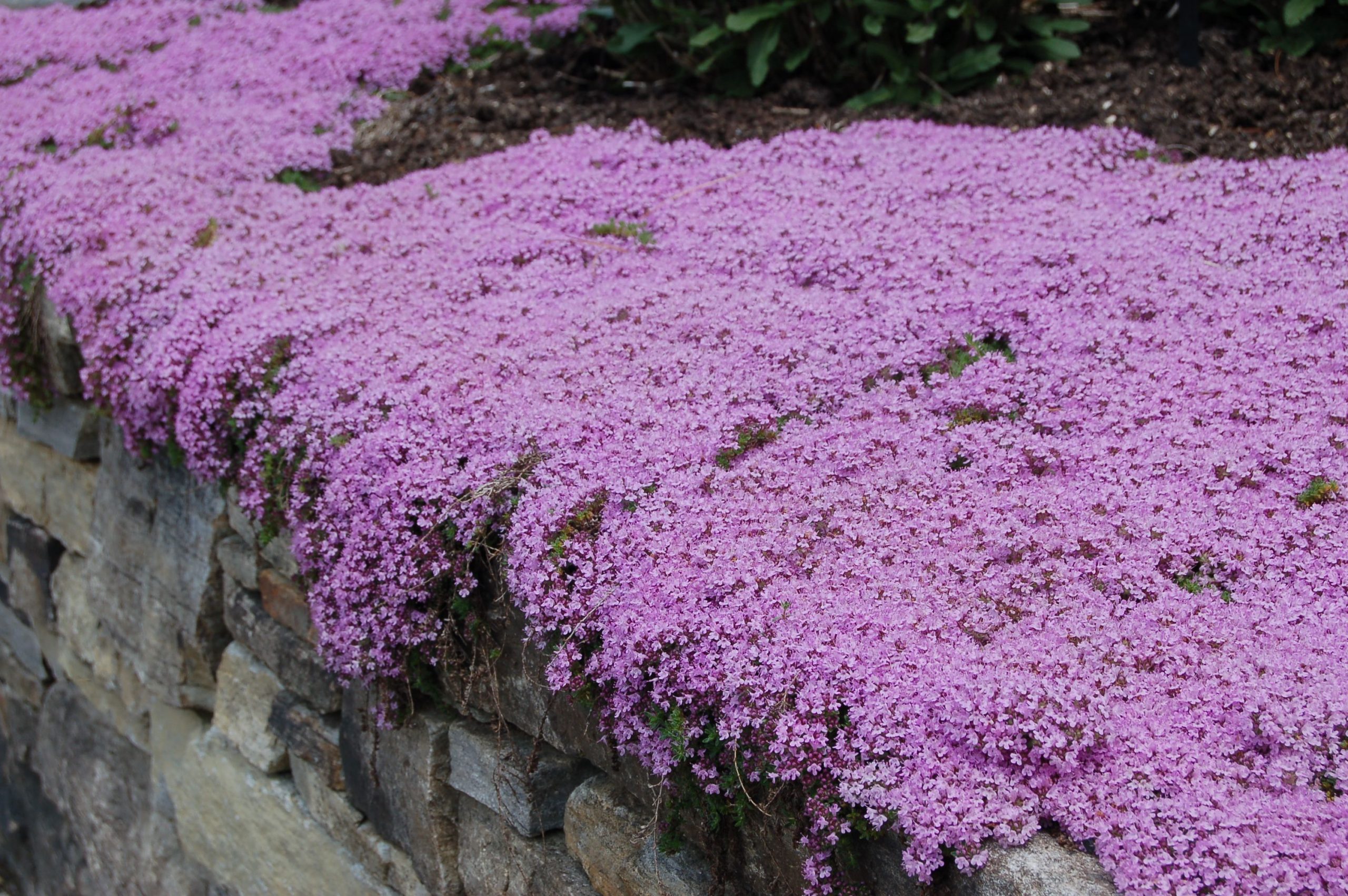 Purple flowering thyme ground cover - koreafiln