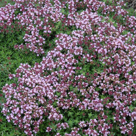 Thyme, Creeping, Lilac Carpet Plug Flat – MOONSHINE DESIGNS NURSERY