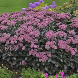 Sedum, Maestro Rock ‘N Grow®