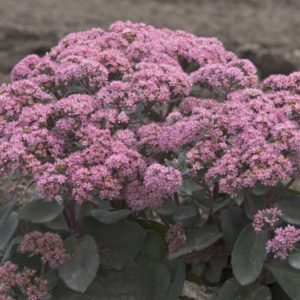 Sedum, Maestro Rock ‘N Grow®
