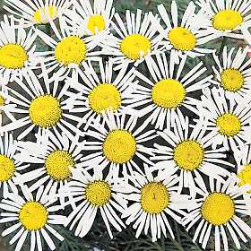 Leucanthemum (Shasta Daisy) Silver Spoons Plug Flat