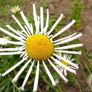 Leucanthemum (Shasta Daisy) Silver Spoons Plug Flat