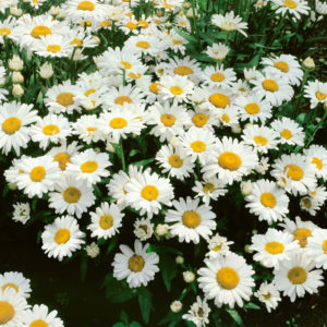 Leucanthemum (Shasta Daisy) Snow Lady Plug Flat