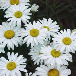 Leucanthemum (Shasta Daisy) Snow Lady Plug Flat