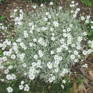 Snow In Summer  (Cerastium tomentosum) Plug Flat