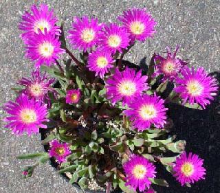 Delosperma (Ice Plant) Sutherlandii Plug Flat