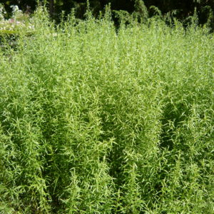 Tarragon, Russian (Artemisia dracunculoides Pursch) Plug Flat