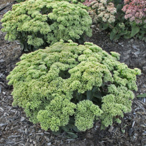 Sedum, Lemon Jade Rock ‘N Grow®