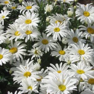 Leucanthemum (Shasta Daisy) White Breeze Plug Flat