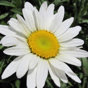 Leucanthemum (Shasta Daisy) White Breeze Plug Flat