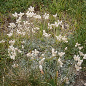 Pussy Toes (Antennaria dioica) Plug Flat