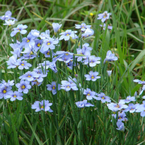 Blue Eyed Grass (Sisyrinchium bellum) Plug Flat