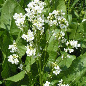 Horseradish Potted Plants
