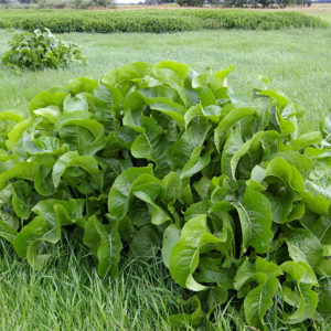 Horseradish Potted Plants