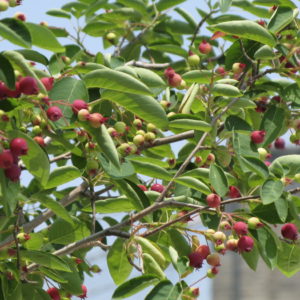 Serviceberry, Shadblow