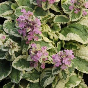 Ajuga, Pink Lightning