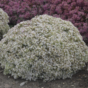 Sedum, ‘Bundle of Joy’ Rock ‘N Grow®