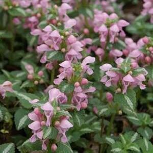 Lamium, Shell Pink