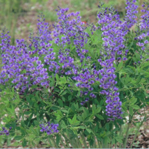 Baptisia Australis Decadence® ‘Blueberry Sundae’ Proven Winners