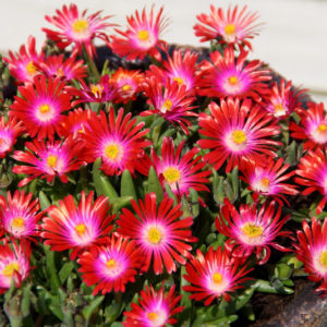 Delosperma, (Ice Plant) Jewel Of Desert Garnet