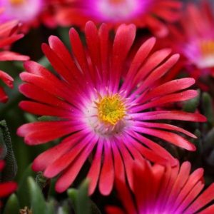 Delosperma, (Ice Plant) Jewel Of Desert Garnet