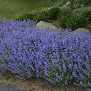 Catmint, ‘Purrsian Blue’ PP24788