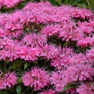 Monarda, Sugar Buzz® Bubblegum Blast