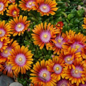 Delosperma, (Ice Plant) Fire Spinner Plug Flat